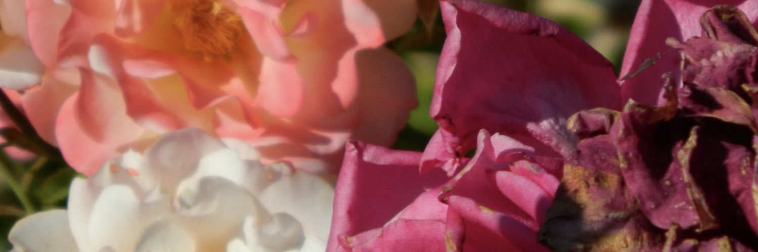 farahsev's profile banner image