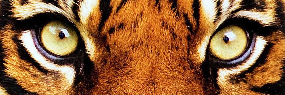 slicktiger's profile banner image