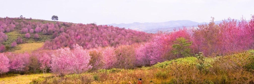 🐶 工藤 新一 🐶 banner