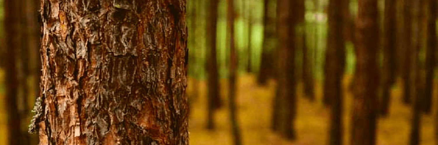 Tree Plantation banner