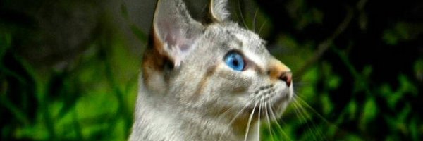 crb9963 Profile Banner