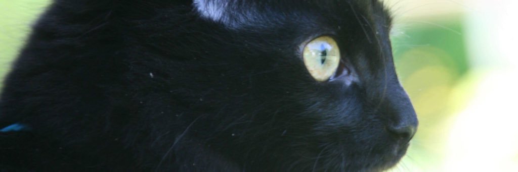 Chlo banner
