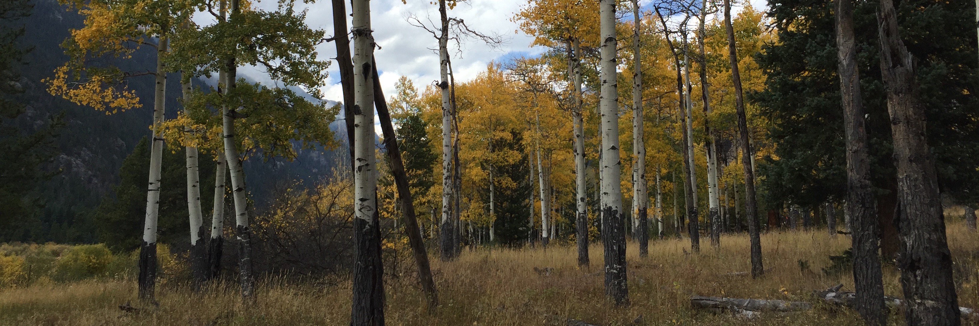 rogersramkoski's profile banner image