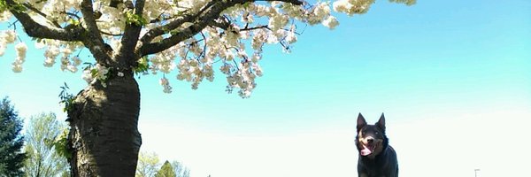 Waveforfren Profile Banner