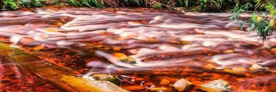 The Angry Betta banner