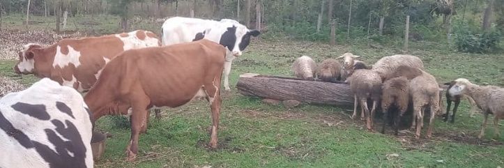 KiPranytich 🇰🇪 banner