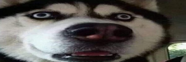LokiNFTInfo Profile Banner