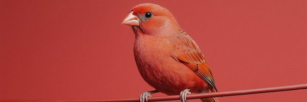 Canarysafe Profile Banner
