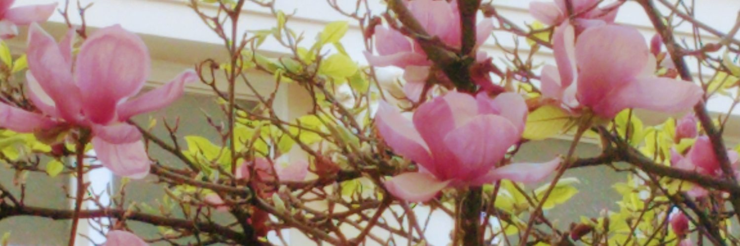 🇦🇷𝕍𝕖𝕣ó𝕟𝕚𝕔𝕒 banner