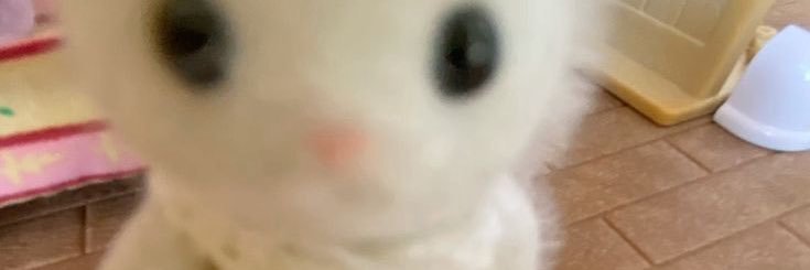 wendy🍥 banner
