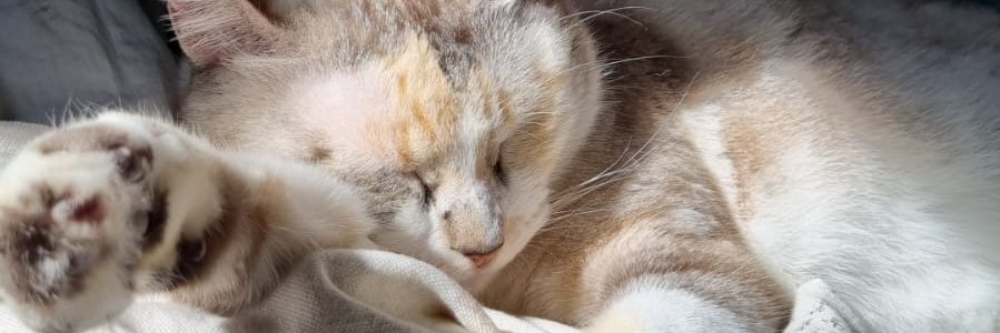 killingmimi's profile banner image