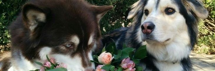 Wonder ☁️ banner