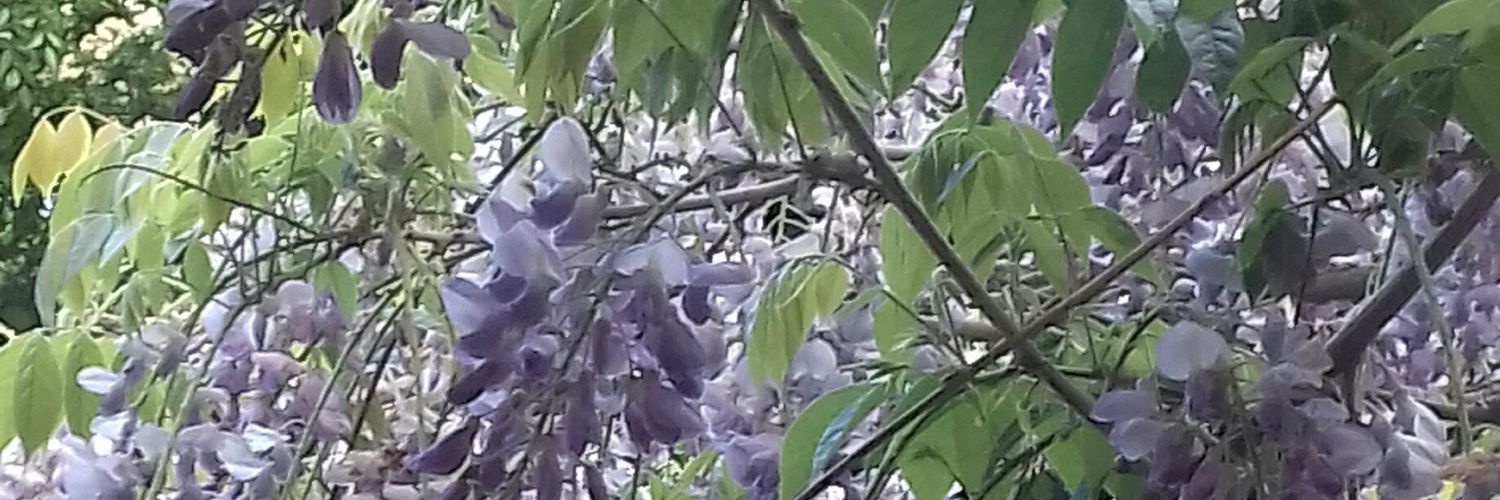 AlisonGLawrence's profile banner image