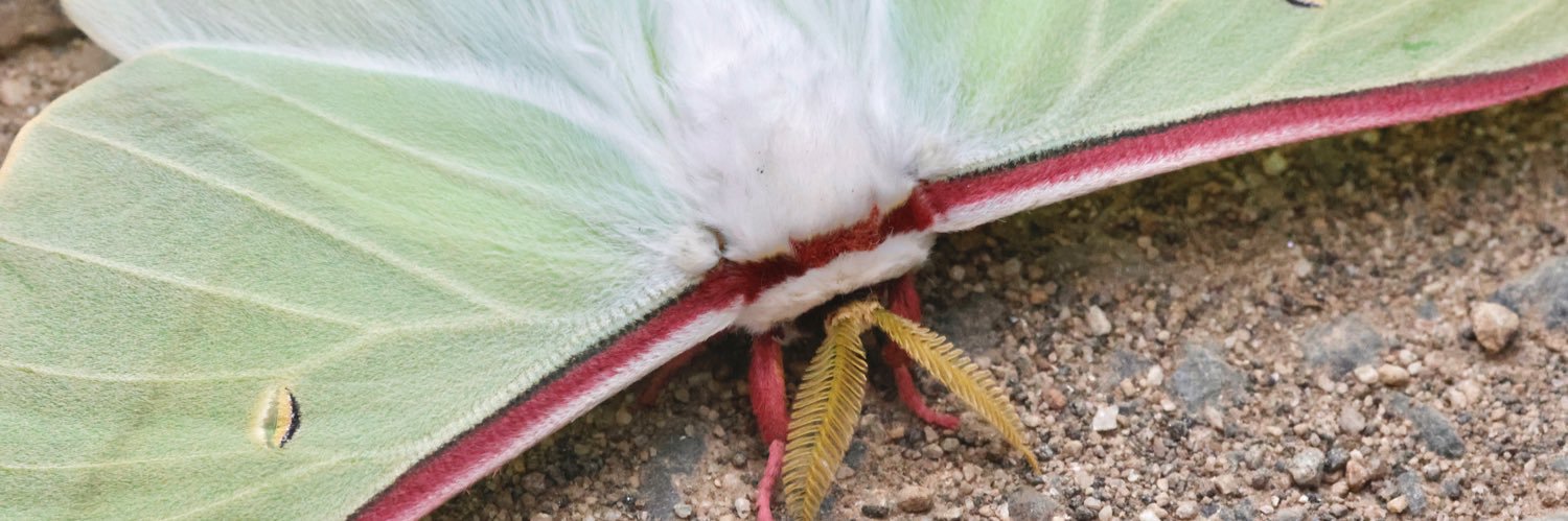 北海道大学クスサン研究会 banner
