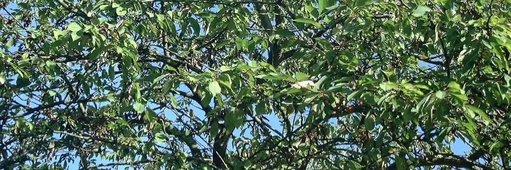 𖦏 Sami 🦡 banner