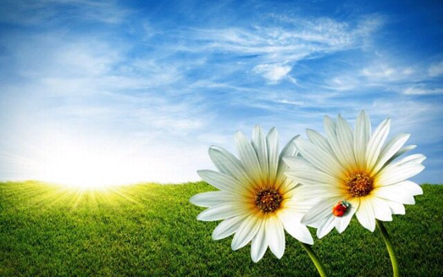 veroarillo's profile banner image
