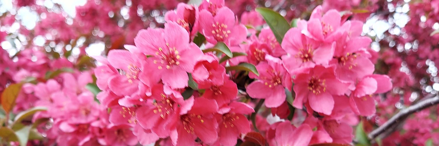 Eric Anweiler banner