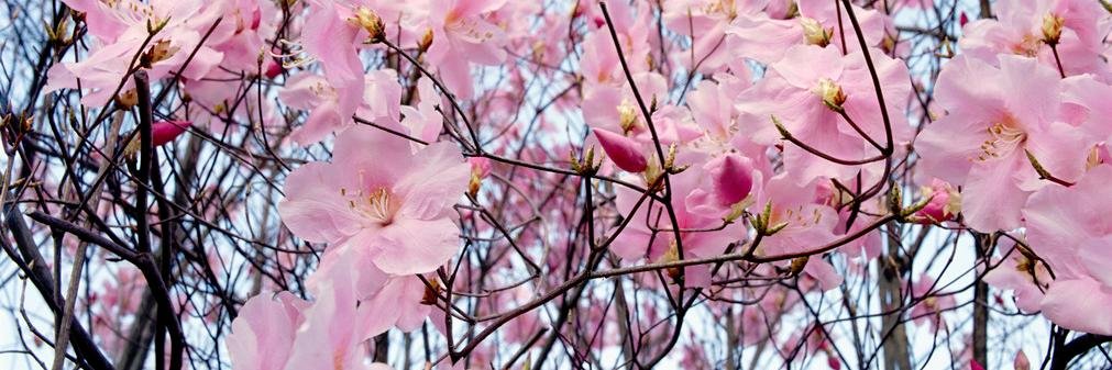 Date_Asians's profile banner image