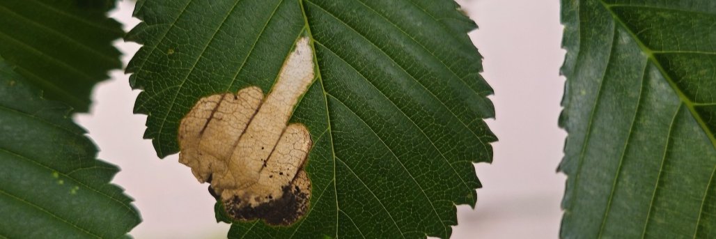 MajorNugzzz banner