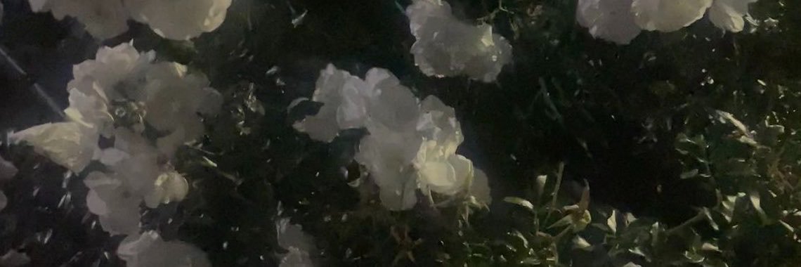 Y_sskx's profile banner image