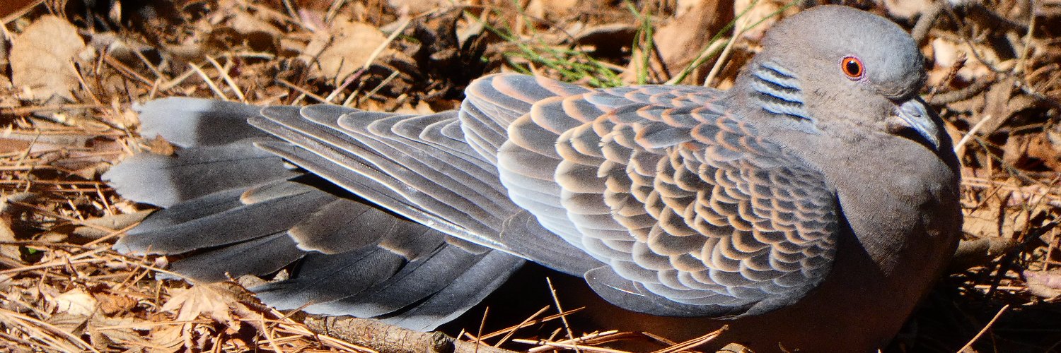 birdwatcherYT banner