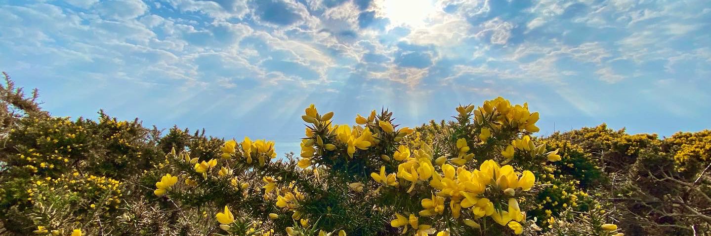 Fiona Beckman banner