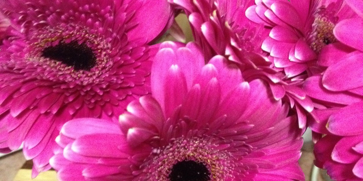 Monique Ivanisevic banner