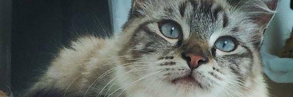 SandyNeonina's profile banner image