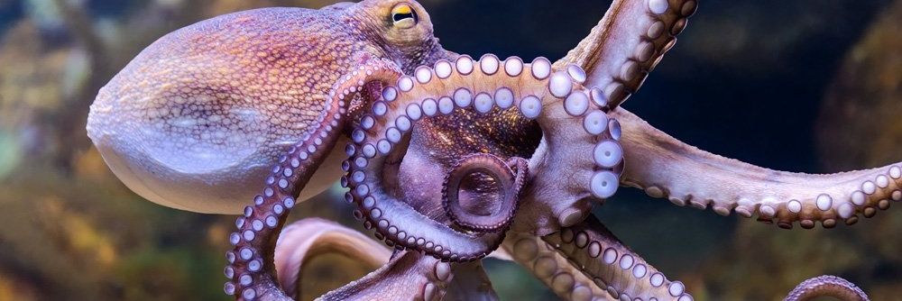 🇩 🇷 - 🇵 🇼 🇪 🇿 🇦🩺🇰🇪 banner