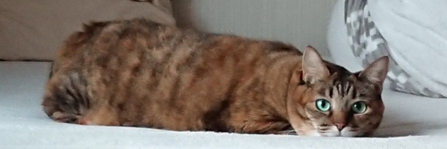 猫の名はむちこ banner