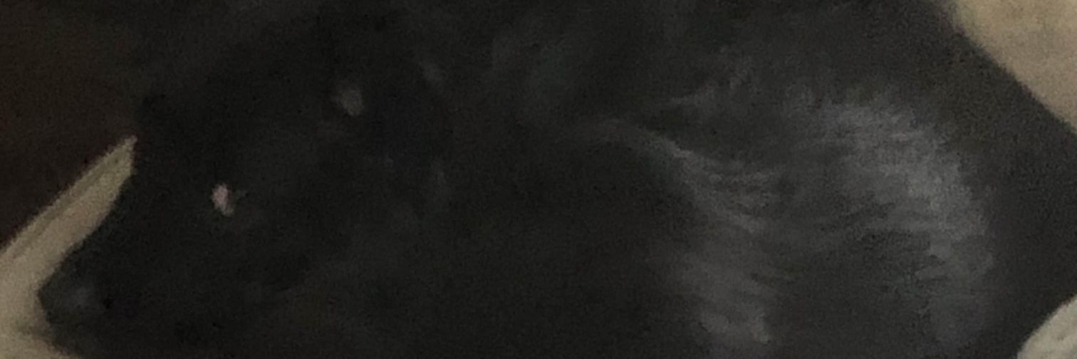 Sasn banner