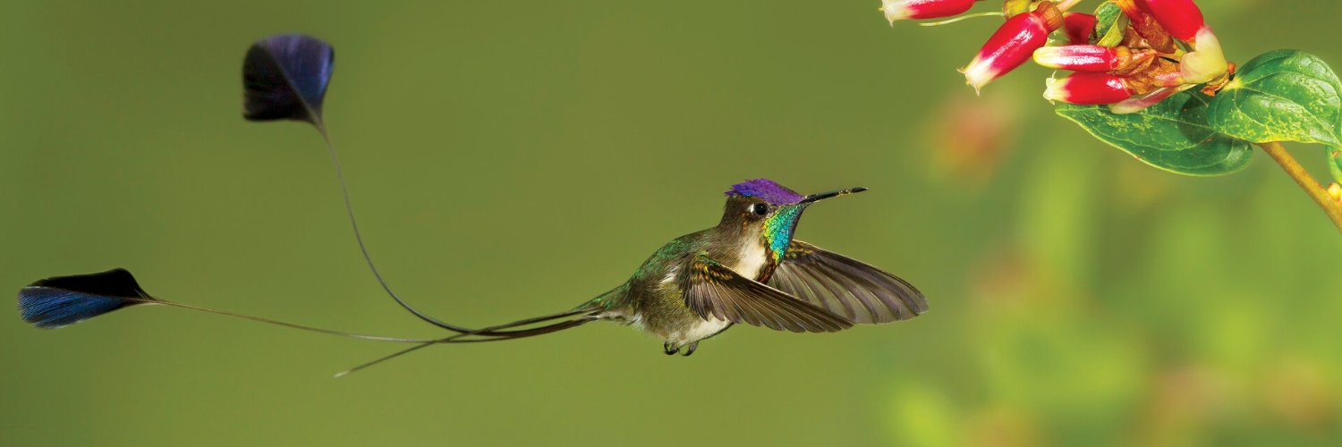_BirdNerd_'s profile banner image