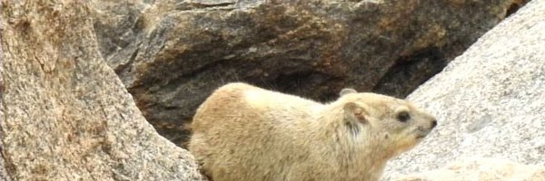 syfmtny543879 Profile Banner