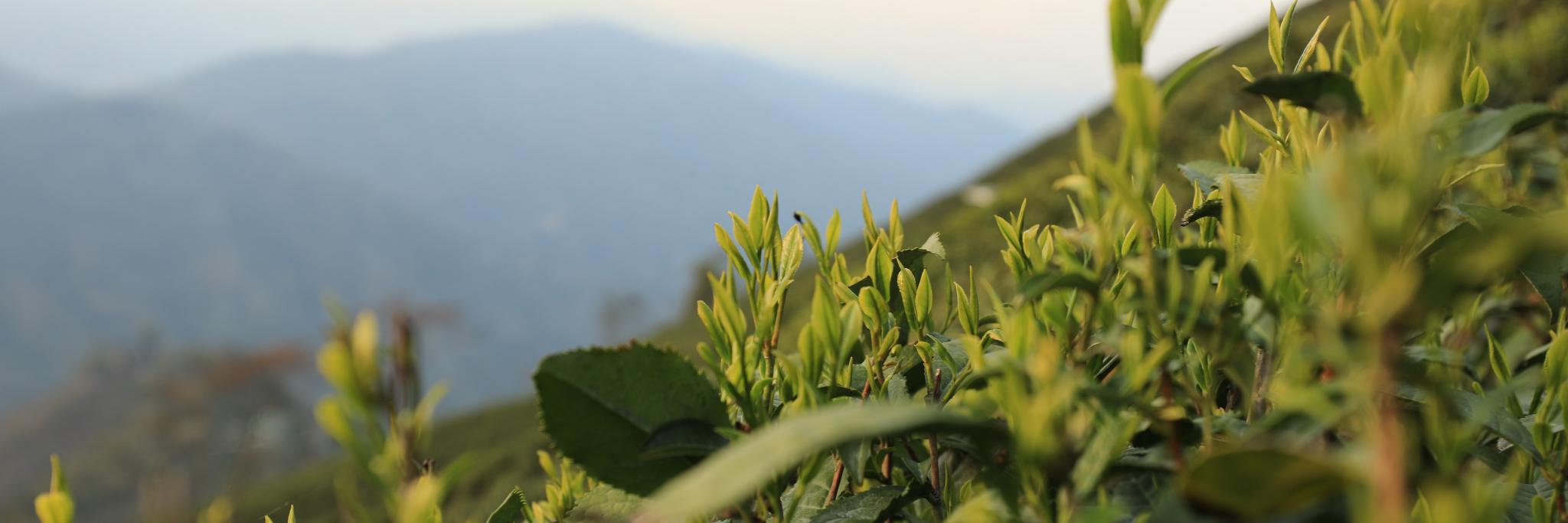 Rishi Tea & Botanicals banner