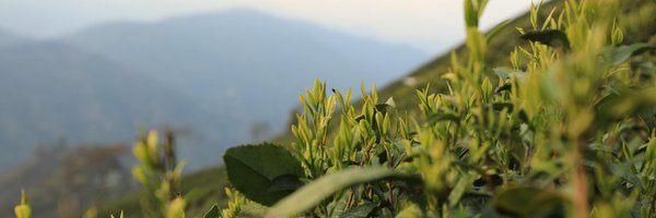 RishiTea Profile Banner