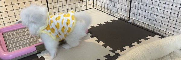 pipodkomusu Profile Banner