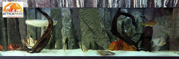 AbyssRareFish's profile banner image