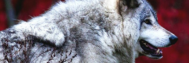 ōceαnbléuw∅lfè banner