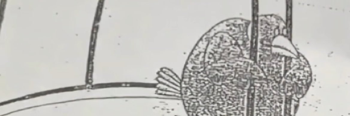 пучок-свіжачок banner