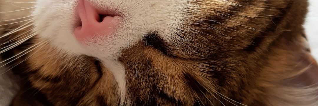 LelongLucie's profile banner image