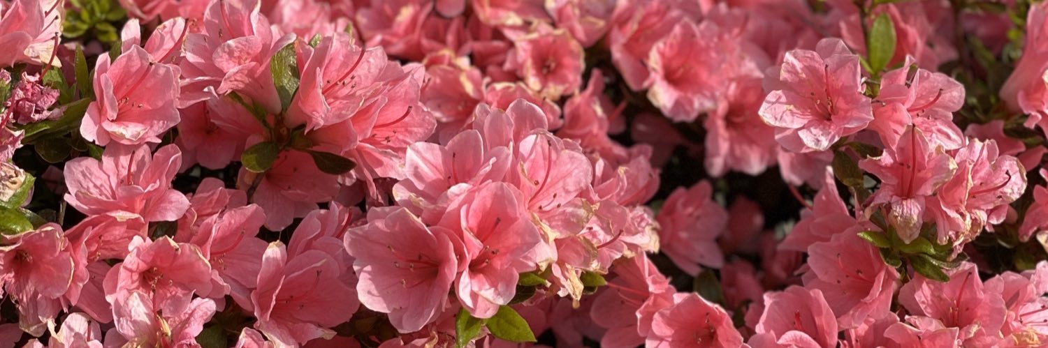 TriciaVaccaro's profile banner image