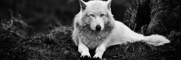 ShiryuRaiu Profile Banner