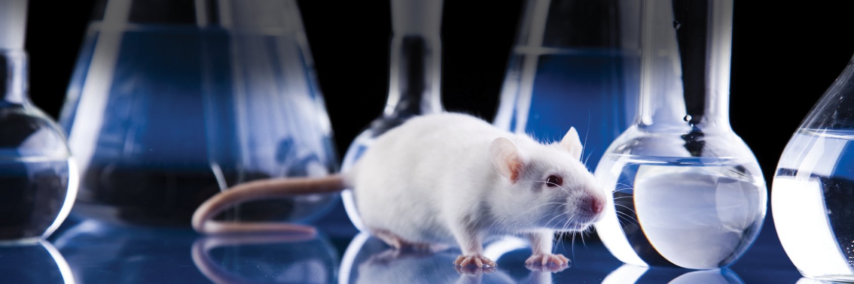 The Learning Curve banner