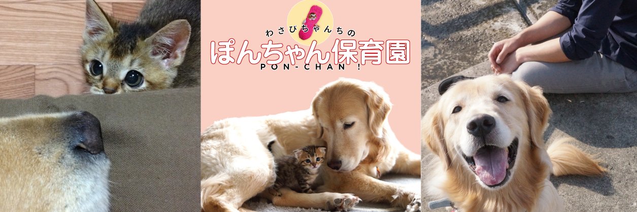 wasabichan_edit's profile banner image