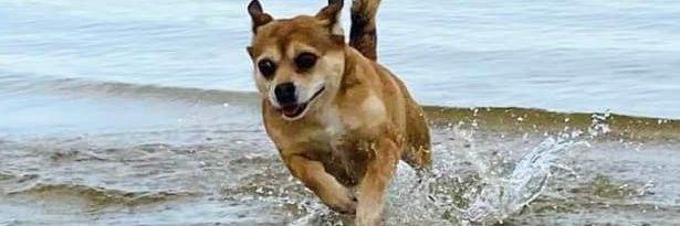 ManitobaAnimal's profile banner image