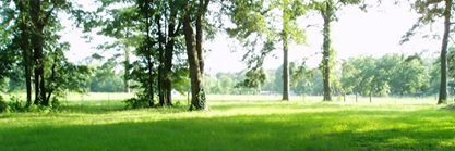 Forestmama's profile banner image