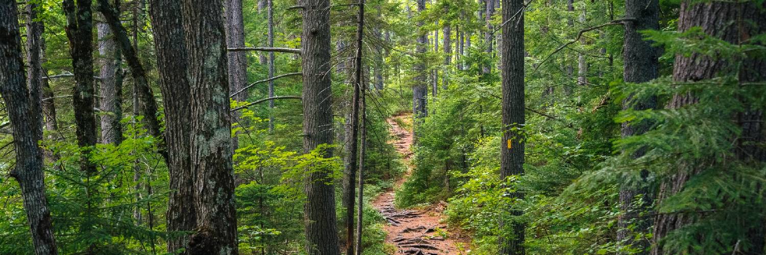 Northeast Pine banner