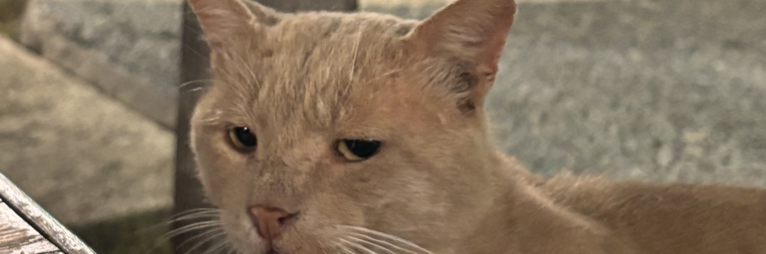 ipeksiecelii's profile banner image