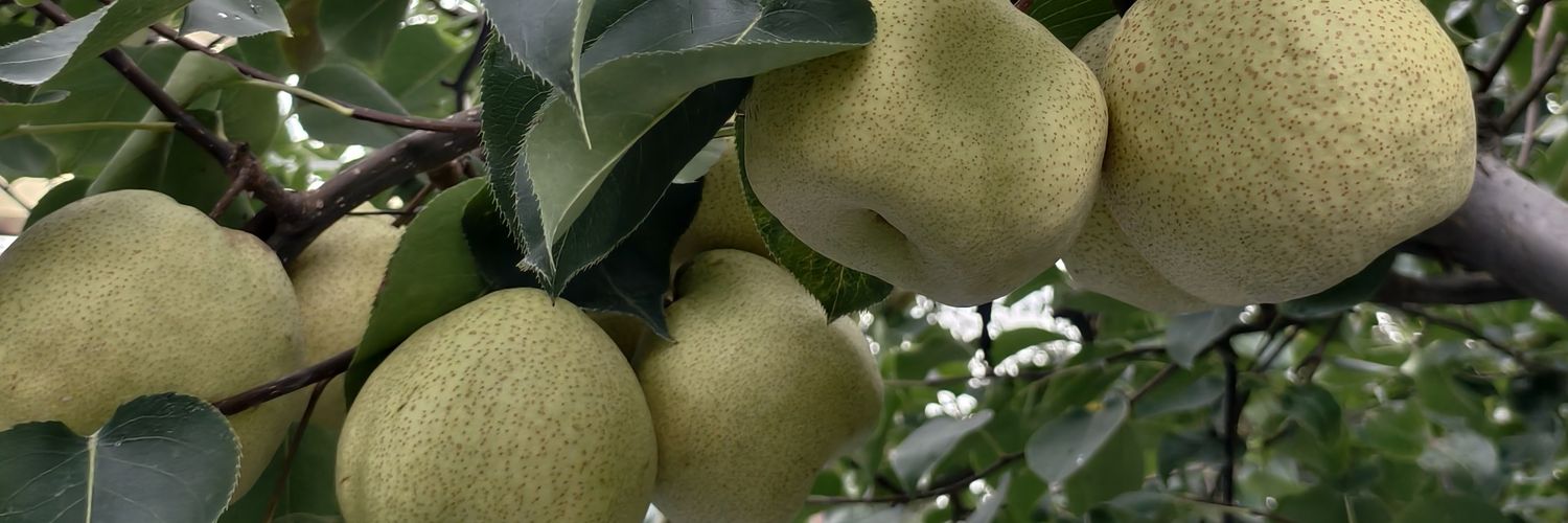 bolunace's profile banner image