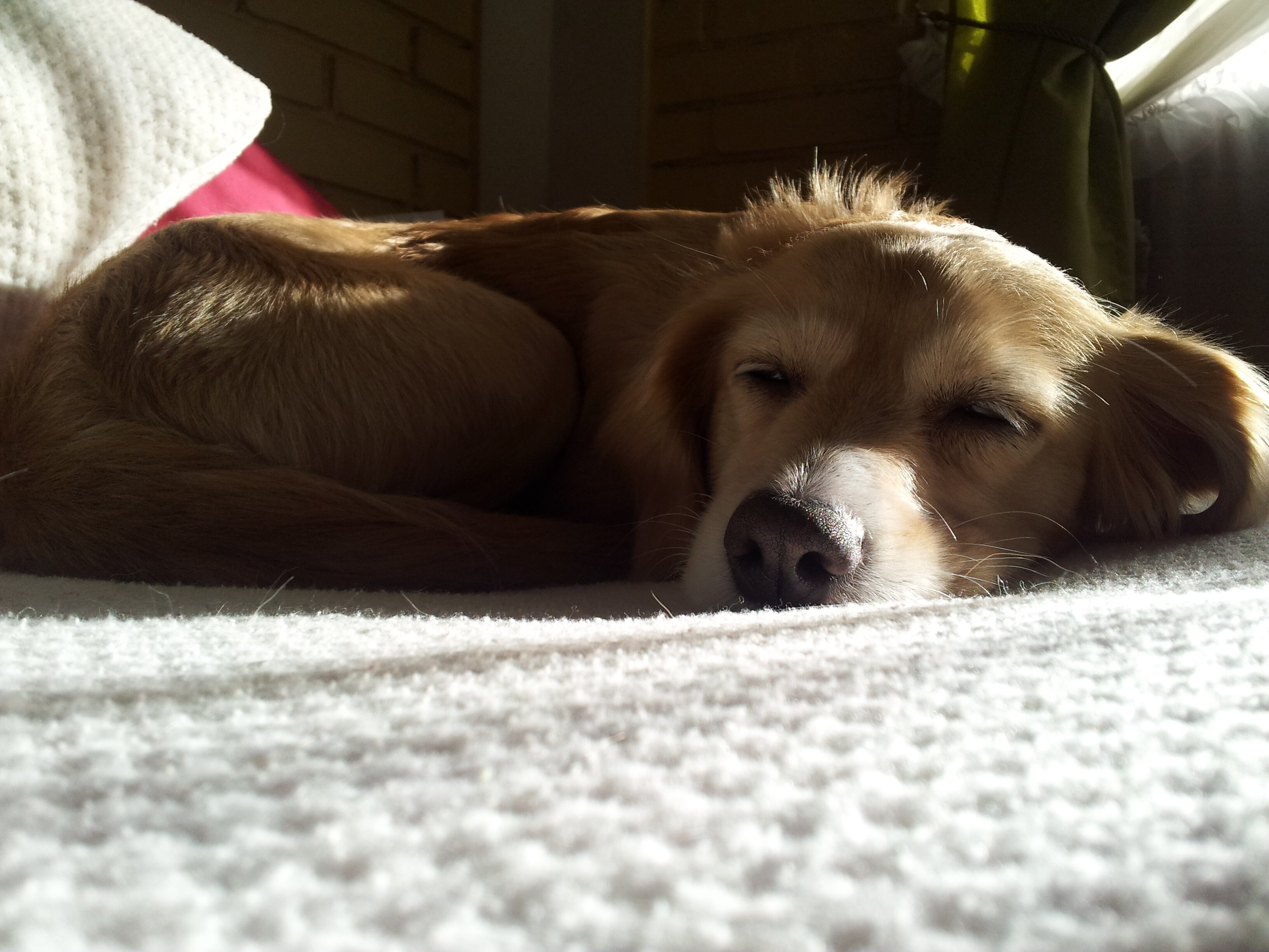 constanza valenzuela banner